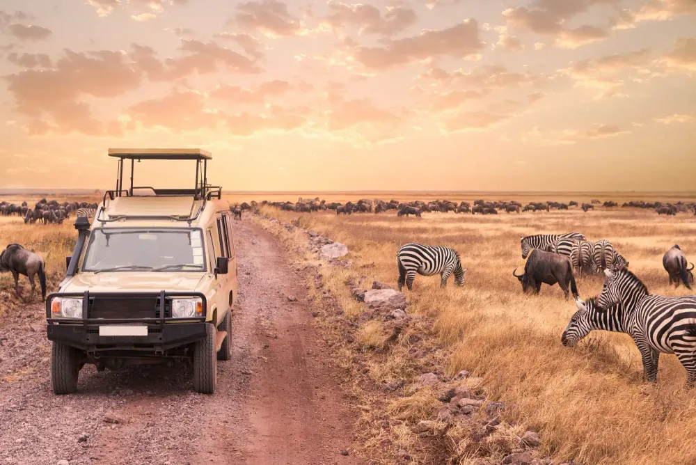 Wildlife Safaris
